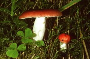 Colombina. Russula emetica.De Agostini Picture Library / R. Galli Colombina. Russula emetica.De Agostini Picture Library / R. Galli