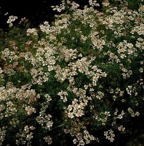 Coriandolo (Coriandrum sativum).De Agostini Picture Library / Moreschi Coriandolo (Coriandrum sativum).De Agostini Picture Library / Moreschi