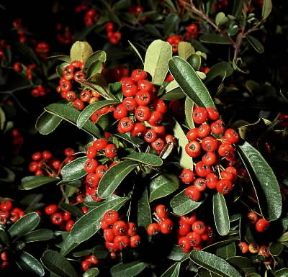 Cotoneaster pyracantha.De Agostini Picture Library / 2P Cotoneaster pyracantha.De Agostini Picture Library / 2P