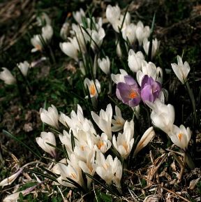 Croco. Fiori di Crocus vernus.De Agostini Picture Library / 2P Croco. Fiori di Crocus vernus.De Agostini Picture Library / 2P