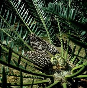 Cycas Infruttescenza della pianta.De Agostini Picture Library / 2P Cycas Infruttescenza della pianta.De Agostini Picture Library / 2P