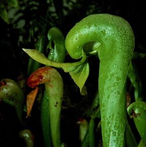 Darlingtonia . Ascidio superiore di un esemplare di Darlingtonia californica.De Agostini Picture Library/2/P Darlingtonia . Ascidio superiore di un esemplare di Darlingtonia californica.De Agostini Picture Library/2/P