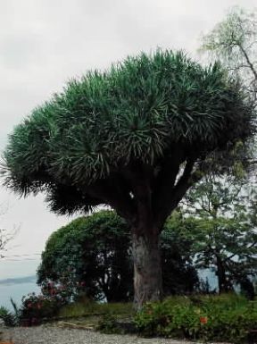 Dracena . Esemplare di Dracaena draco.De Agostini Picture Library/M. Pedone Dracena . Esemplare di Dracaena draco.De Agostini Picture Library/M. Pedone