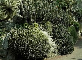 Euforbia. Alcune specie di euforbie succulente.De Agostini Picture Library/2P Euforbia. Alcune specie di euforbie succulente.De Agostini Picture Library/2P