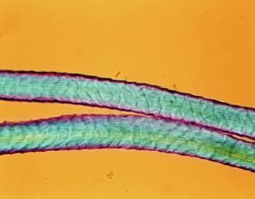 Fibra. Le fibre tessili, suddivise in naturali, artificiali e sintetiche, sono identificabili solo con un esame strumentale: Lana.De Agostini Picture Library/E. Giovenzana
