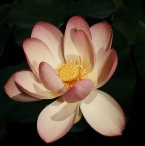 Fior di loto. Fiore di Nelumbo speciosum.De Agostini Picture Library/2P Fior di loto. Fiore di Nelumbo speciosum.De Agostini Picture Library/2P