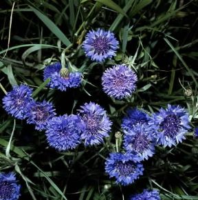 Fiordaliso . Centaurea cyanus in fiore.De Agostini Picture Library/2P Fiordaliso . Centaurea cyanus in fiore.De Agostini Picture Library/2P