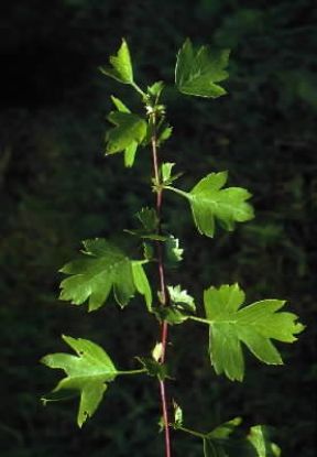 Foglia di biancospino (Crataegus oxyacantha).De Agostini Picture Library/G. Negri