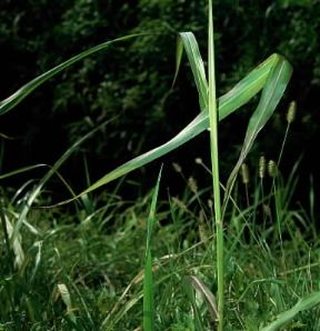 Foglia acuta di graminacea.De Agostini Picture Library/2 P