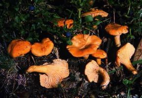 Gallinaccio (Cantharellus cibarius).De Agostini Picture Library/R. Galli