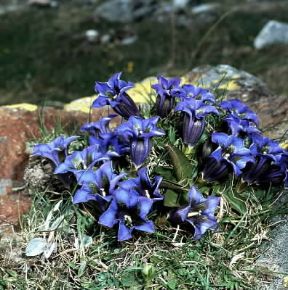 Genzianella (Gentiana kochiana).De Agostini Picture Library/2 P Genzianella (Gentiana kochiana).De Agostini Picture Library/2 P
