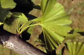 Ginkgoine. Foglie di Ginkyo biloba.De Agostini Picture Library/G. Negri Ginkgoine. Foglie di Ginkyo biloba.De Agostini Picture Library/G. Negri