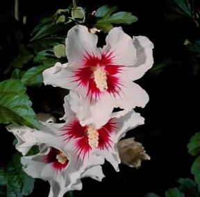 Ibisco. Fiori di Hibiscus syriacus.De Agostini Picture Library / 2 P Ibisco. Fiori di Hibiscus syriacus.De Agostini Picture Library / 2 P