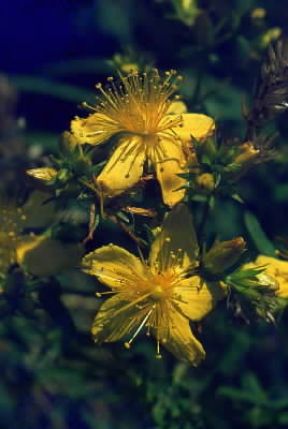 Iperico . Esemplare di Hypericum perforatum.De Agostini Picture Library/G. Negri Iperico . Esemplare di Hypericum perforatum.De Agostini Picture Library/G. Negri