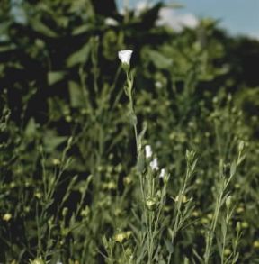 Lino (Linum usitatissimum).De Agostini Picture Library/2P Lino (Linum usitatissimum).De Agostini Picture Library/2P