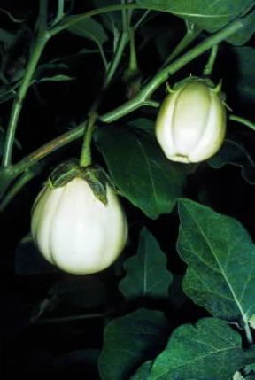 Melanzana. Frutti bianchi della Solanum melongena.De Agostini Picture Library/G. Negri Melanzana. Frutti bianchi della Solanum melongena.De Agostini Picture Library/G. Negri