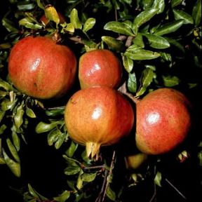 Melogramo. Frutto del Punica granatum.De Agostini Picture Library/2 P