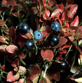 Mirtillo. Bacche di Vaccinium myrtillus.De Agostini Picture Library / 2 P