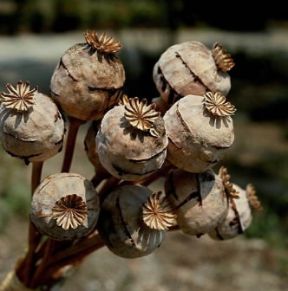 Oppio . Capsule di Papaver somniferum con le incisioni per estrarre il latice.De Agostini Picture Library/2 P Oppio . Capsule di Papaver somniferum con le incisioni per estrarre il latice.De Agostini Picture Library/2 P