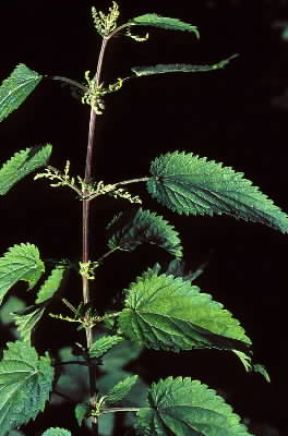 Ortica . Esemplare di Urtica dioica.De Agostini Picture Library/2P