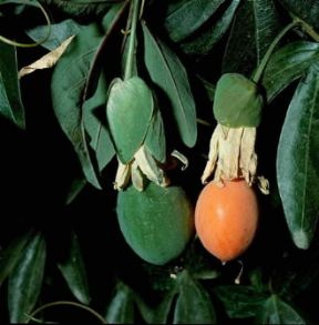 Passiflora . Frutti di Passiflora caerulea.De Agostini Picture Library/2P Passiflora . Frutti di Passiflora caerulea.De Agostini Picture Library/2P