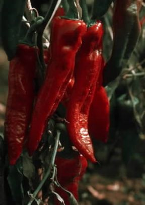 Peperoncino rosso di Caienna.De Agostini Picture Library/G. Negri Peperoncino rosso di Caienna.De Agostini Picture Library/G. Negri