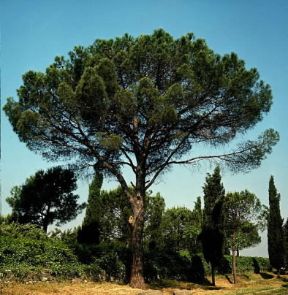 Pino da pinoli (Pinus pinea).De Agostini Picture Library/2P Pino da pinoli (Pinus pinea).De Agostini Picture Library/2P