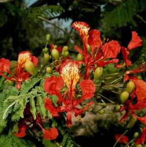 Poinciana. Infiorescenze di Poinciana regia.De Agostini Picture Library/2P Poinciana. Infiorescenze di Poinciana regia.De Agostini Picture Library/2P