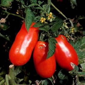 Pomodoro. Frutti di Lycopersicum esculentum.De Agostini Picture Library/2P Pomodoro. Frutti di Lycopersicum esculentum.De Agostini Picture Library/2P