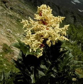 Rabarbaro (Rheum officinale).De Agostini Picture Library/2 P Rabarbaro (Rheum officinale).De Agostini Picture Library/2 P