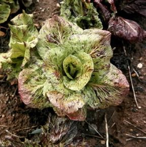 Radicchio variegato (Cichorium intybus).De Agostini Picture Library/L. Cretti