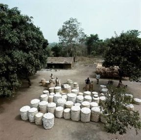 Repubblica Centrafricana. Raccolta del cotone nel villaggio di Sibut.De Agostini Picture Library/N. Cirani Repubblica Centrafricana. Raccolta del cotone nel villaggio di Sibut.De Agostini Picture Library/N. Cirani