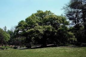 Rovere (Quercus robur).De Agostini Picture Library Rovere (Quercus robur).De Agostini Picture Library