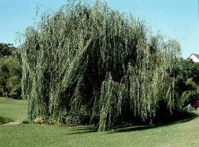 Salice piangente (Salix babylonica).De Agostini Picture Library / 2 P Salice piangente (Salix babylonica).De Agostini Picture Library / 2 P