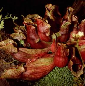 Sarracenia. Esemplare di Sarracenia purpurea.De Agostini Picture Library / 2 P Sarracenia. Esemplare di Sarracenia purpurea.De Agostini Picture Library / 2 P