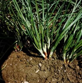Scalogno. Pianta di Allium ascalonicum.De Agostini Picture Library / L. Cretti Scalogno. Pianta di Allium ascalonicum.De Agostini Picture Library / L. Cretti