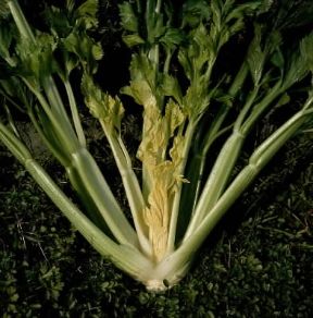 Sedano . Esemplare di Apium graveolens. De Agostini Picture Library/L. Cretti Sedano . Esemplare di Apium graveolens. De Agostini Picture Library/L. Cretti