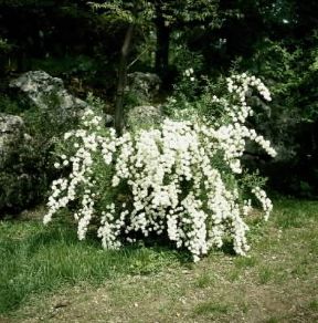 Spiraea . Esemplare di Spiraea lanceolata.De Agostini Picture Library/L. Cretti Spiraea . Esemplare di Spiraea lanceolata.De Agostini Picture Library/L. Cretti
