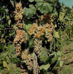 Vite (Vitis vinifera).De Agostini Picture Library/2 P Vite (Vitis vinifera).De Agostini Picture Library/2 P