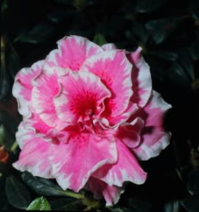 Azalea. Fiore di azalea 