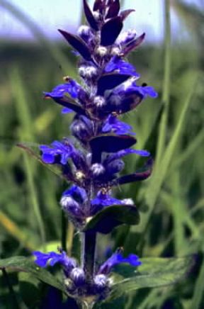 Bugola . Infiorescenze di Ajuga reptans.De Agostini Picture Library/G. Negri Bugola . Infiorescenze di Ajuga reptans.De Agostini Picture Library/G. Negri