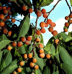 Cachi. Frutti di Diospyros kaki.De Agostini Picture Library/2P Cachi. Frutti di Diospyros kaki.De Agostini Picture Library/2P