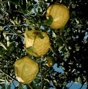 Cedro. Frutti di Citrus medica.De Agostini Picture Library/2 P Cedro. Frutti di Citrus medica.De Agostini Picture Library/2 P