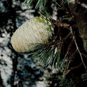 Cedro. Strobilo del cedro.De Agostini Picture Library/ 2 P Cedro. Strobilo del cedro.De Agostini Picture Library/ 2 P