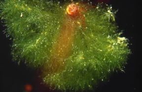 Cladofora (Cladophora prolifera).De Agostini Picture Library/P. Donnini