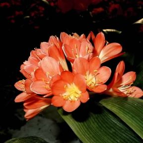 Clivia. De Agostini Picture Library/ 2 P Clivia. De Agostini Picture Library/ 2 P