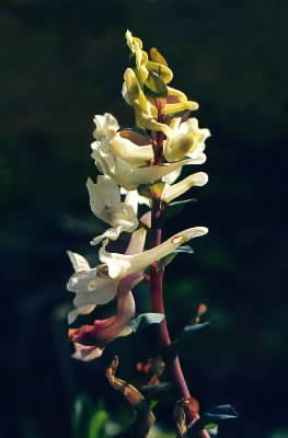 Corydalis. Esemplare di Corydalis cava.De Agostini Picture Library / G. Negri Corydalis. Esemplare di Corydalis cava.De Agostini Picture Library / G. Negri