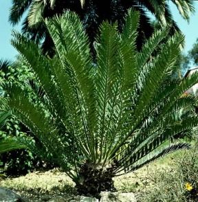 Cycas Un esemplare della pianta.De Agostini Picture Library / 2P Cycas Un esemplare della pianta.De Agostini Picture Library / 2P