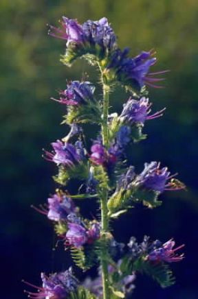Erba viperina (Echium vulgare).De Agostini Picture Library/G. Negri
