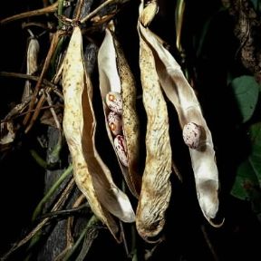 Fagiolo comune (Phaseolus vulgaris).De Agostini Picture Library/2P